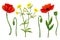 Beautiful poppies and buttercup. Vector colores wild flowers. Botanical hand drawn summer illustration