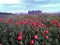 Beautiful poppies field