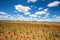 Beautiful poppies fields with high voltage powerline transmission tower