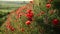 Beautiful poppies on the green bank of a sloping field in the english countryside in high summer