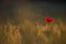 Beautiful poppies in a green meadow