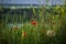 Beautiful poppies grow in a field among wild herbs