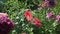 Beautiful poppies grow in garden stock footage video