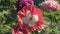 Beautiful poppies grow in garden stock footage video