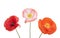 beautiful poppies isolated