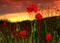 Beautiful poppies sunset