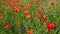 Beautiful poppies and wild flowers