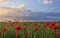 Beautiful poppy field with clouds