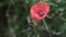 A beautiful poppy flower sways in the wind