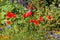 Beautiful poppy flowers in a garden, in a summer day. Nature and plants photography