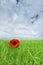 Beautiful poppy on green field