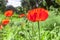 Beautiful Poppy in spring cottage garden