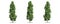 Beautiful  Populus tree isolated and cutting on a white background with clipping path