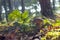 Beautiful porcini mushroom grow in sunlight