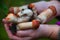 Beautiful porcini mushroom growing in forest