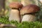 Beautiful porcini mushrooms growing in forest on autumn day, closeup