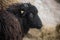 Beautiful portait of black sheep face looking at camera