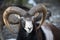 Beautiful portait of male sheep with horns looking at camera
