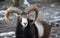 Beautiful portait of male sheep with horns looking at camera