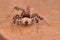 Beautiful Portia jumping spider