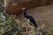 Beautiful portrait of abdim stork looking up on a branch of a tree in a zoo in valencia, Spain