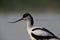 Beautiful portrait of an adult pied avocet is waking in the water