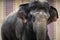 beautiful portrait of an asian elephant on a brick wall background