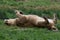 A beautiful portrait of an Asian lioness wallowing on the green grass