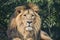 Beautiful portrait of Asiatic Lion Panthera Leo Persica