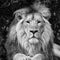 Beautiful portrait of Asiatic Lion Panthera Leo Persica in black