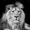 Beautiful portrait of Asiatic Lion Panthera Leo Persica in black