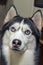 Beautiful portrait beautiful siberian husky dog for lifestyle design. Beauty portrait. Dog face portrait. Beautiful siberian husky