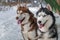 Beautiful portrait beautiful siberian husky dogs.
