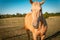 Beautiful Portrait Of Beige Palomino Horse Close Up
