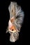 beautiful portrait of betta halfmoon fish