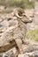 Beautiful portrait of a bighorn ram