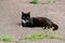 Beautiful portrait of a black cat dozing on the ground.
