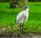 Beautiful portrait of a black headed oriental white ibis, Near threatened bird specie from Indonesia