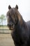 Beautiful portrait of a black pony in a fenced field