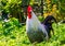 Beautiful portrait of a black and white brakel chicken, popular breed from belgium