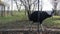 A beautiful portrait of cassowary bird Casuarius casuarius