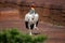 Beautiful portrait of a colorful king vulture