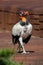 Beautiful portrait of a colorful king vulture