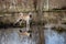 Beautiful portrait of a crossbreed female dog and her reflection in the pond