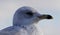 Beautiful portrait of a cute funny gull turning