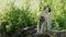 Beautiful portrait of cute vervet monkeys sitting together on rock. Gorgeous african primate with baby in natural