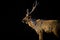 A Beautiful Portrait of the Deer against a dark background