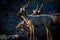 A Beautiful Portrait of the Deers  against a dark background