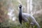 Beautiful portrait of a demoiselle crane