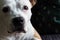 Beautiful portrait dog looks at camera from an indoor home setting